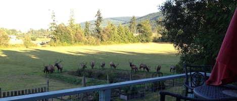 Frequent Elk guests around the pond. All they need is a sleigh.