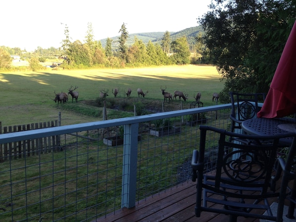 Frequent Elk guests around the pond. All they need is a sleigh.