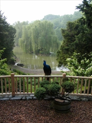 Peacock views Evergreen Farm