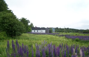 Our large lupine field surrounds the north and west side of the farmhouse. 