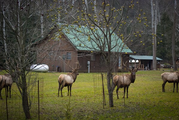 Bulls in front of Camp Can't Keep Up