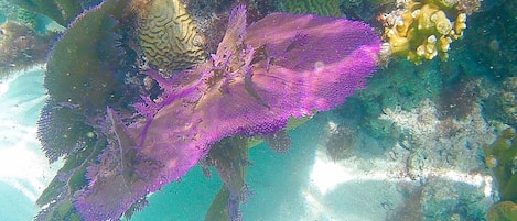 Snorkeling 50 feet from the property (photo Aug 2, 2019)