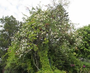 25 ft. Orchid tree at entrance (not a true orchid) blooms half year