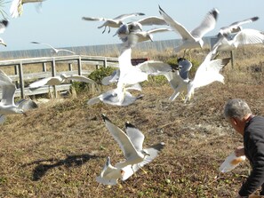 David feeding the seagulls in our yard, near LR patio with gate. Rabbits as well