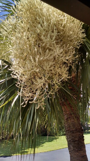 Palm Tree outside Kitchen Window in Bloom