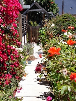 Rose lined path back to our cottage