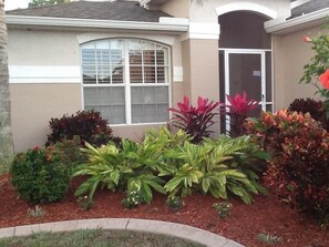 Beautiful tropical plants in our front yard