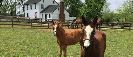 Some friendly "neigh" bors along the driveway to your house. 