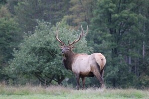 Bull elk in yard
