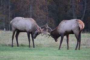 Elk in field outside of camp