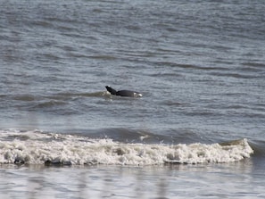 Watch the dolphins play in the surf!