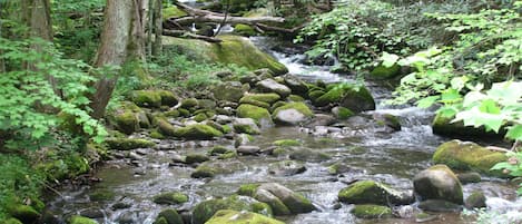 Dunn's Creek as it exits the National Park just before your cabin's view!