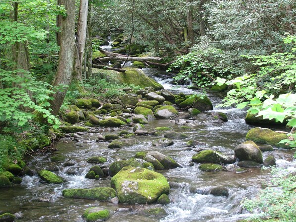 Dunn's Creek as it exits the National Park just before your cabin's view!