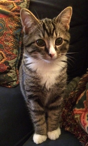 Meet Caddie! This is who the condo is named after. Not included in rental!