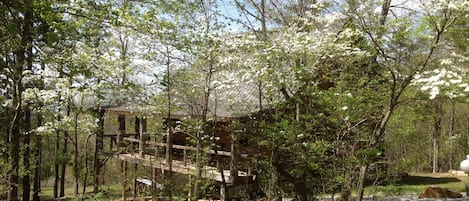 Dogwoods in the spring at the Dogwood Cabin