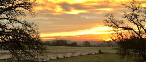 Sunrise in the pasture 