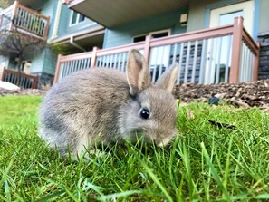 One of the many "locals" who call Canmore home!