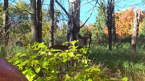 Came upon one of our friends on a walk by the lake 