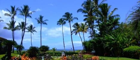 An ocean view from the kitchen, living room, bedroom and lanai.