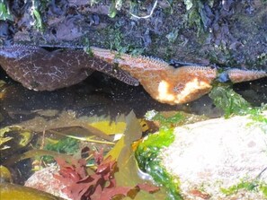 Starfish in one of the many tidepools on the beach