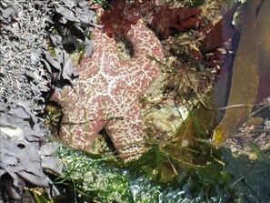 Starfish in one of the many tidepools