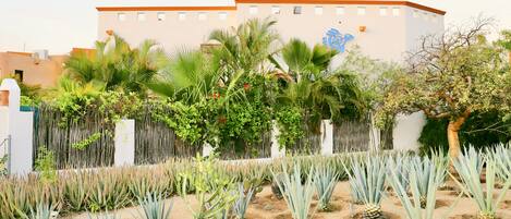 Agave garden in the front yard.