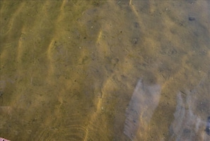 Smooth Sand Bottom/Shallow Shoreline ~ Good for Young Kids