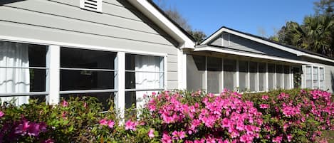 These beautiful azaleas came out for Mardi Gras 2016.