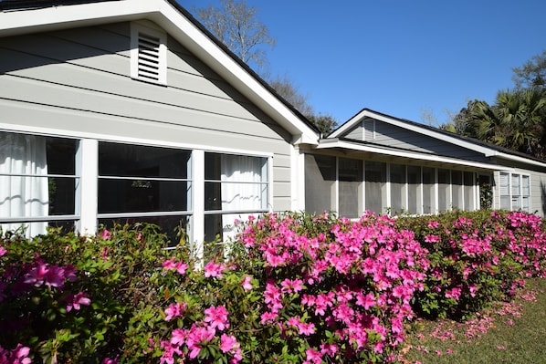 These beautiful azaleas came out for Mardi Gras 2016.