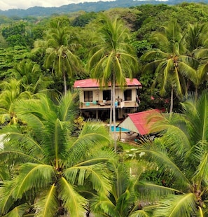 Aerial view of lush, tropical surroundings that are frequented by scarlet macaws