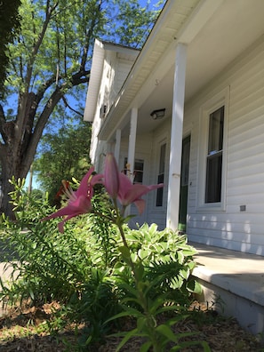 Lillies in bloom in our front garden!