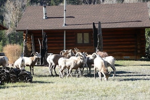 local neighbors visiting, back view of cabin