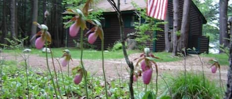 driveway side with spring ladyslippers