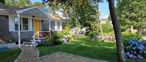 Driveway view with hydrangea in bloom.  July 2021.  