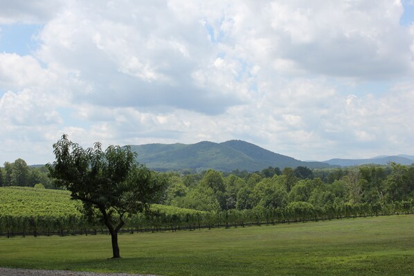 View from the back porch