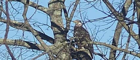 Eagles are often seen in the area