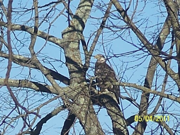 Eagles are often seen in the area