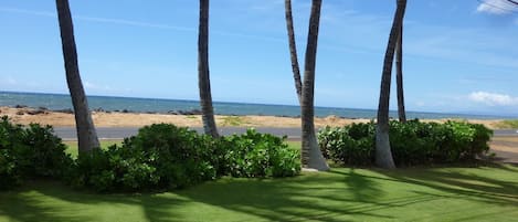 Nestled in a grove of coconut trees...Hale Kekaha Palms Ocean Front