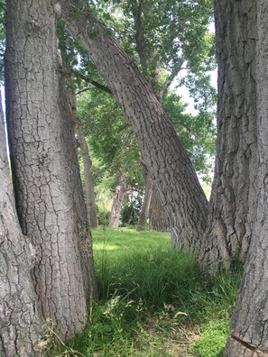 Beautiful, shaded areas in the backyard