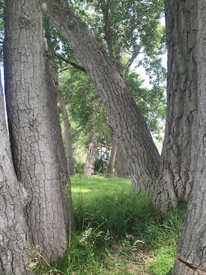 Beautiful, shaded areas in the backyard