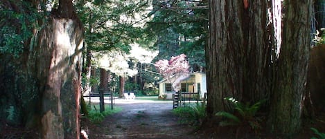 Redwood lined lane to Amy's Cottage