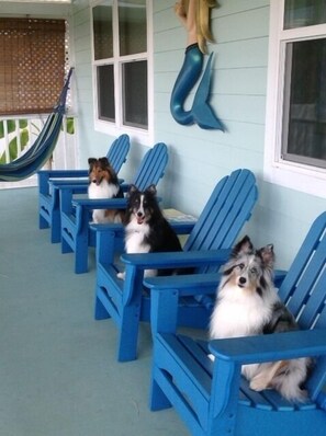 Pets love The Mermaid Cottage....and we love your pets.
