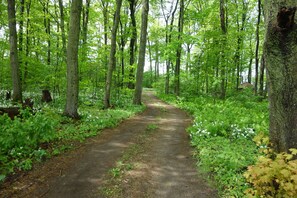 Driving in through the woods. 100+ year-old hardwoods