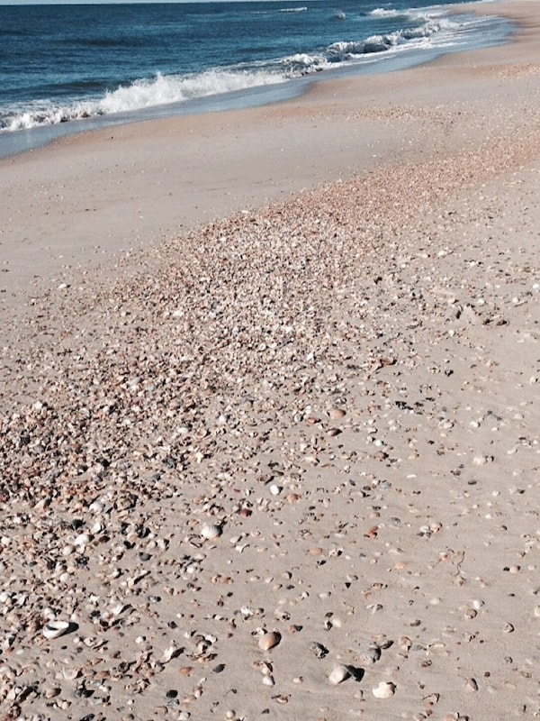 Shell beds