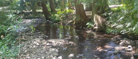 Scott Creek, which runs through our property