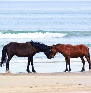 Ponies on the beach 2024