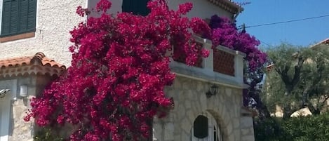 Façade l'été (bougainvillée)