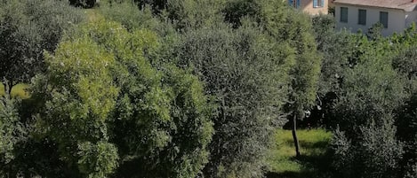 vue de la terrasse