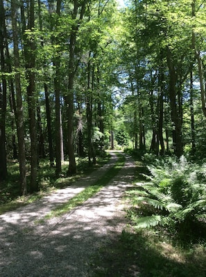 Driveway to house