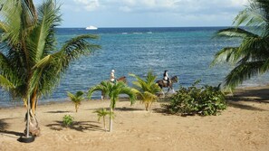 Horses from Anthony's Key on the beach out front.
